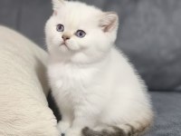 British shorthair üst düzey