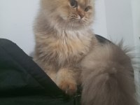 British longhair ücretsiz sahiplendirme