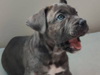Safkan Cane Corso Yavrular