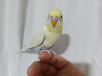 Evcil muhabbet kuşu erkek