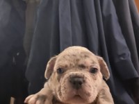 French bulldog yavrularımız yeni ailelerini arıyorlar