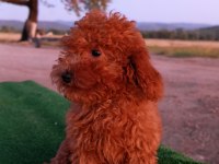 Toy poodle 3 aylık