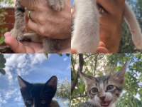4 tane yavru erkek tekir kedi