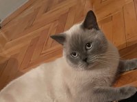 British blue point erkek british shorthair