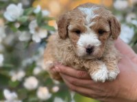 Mükemmel kalite maltipoo yavrular için geç kalmayın