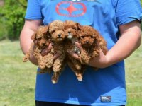 TOY POODLE YAVRULAR İZMİR