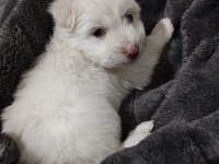 Maltese terrier 55 günlük