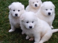 AKKUŞ ÜRETİM ÇİFTLİĞİNDEN SAMOYED YAVRULARI