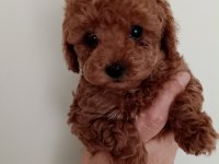 Poodle Akademi