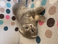 Odd eyes - scottish fold