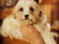 MALTİPOO PAMUK YAVRULARIMIZ