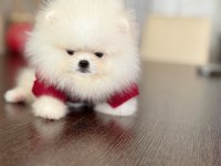 2 TEACUP POMERANİAN AYICIKLAR