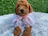 Birbirinden güzel toy poodle bebekler