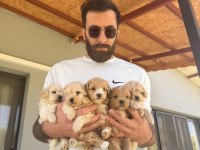 Maltipoo Güzellikler