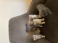 Sevimli scottish fold minnaklar