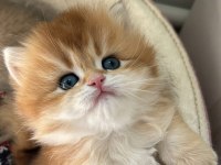 Evinize Mini Aslan British Longhair Geliyor Golden Ny12