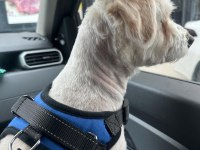 Maltese Terrier