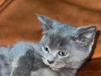 Gri Renk Yakışıklı Erkek Bebek 60 Günlük Kedimiz