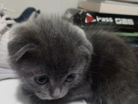 Yavru kedi 3 haftalık cins kedimiz