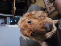 1.5 Yaşında Tam Aşılı Cocker Spaniel