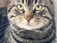 TEKİR KEDİMİZE ACİL YUVA ARIYORUZ