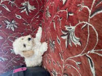 Maltese Terrier Yavrumuz İçin Ulaşın