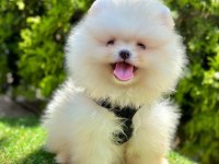 Sevimli Pomeranian Boo Yavrularımız