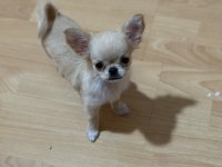 Chihuahua 3 aylık köpeğimiz
