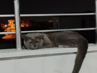 Aşırı uyguna kedimiz beslemeyi bırakacağım