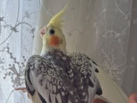 Sultan papağanı çift ve yavruları