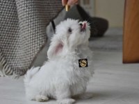 Maltese yavrularımız