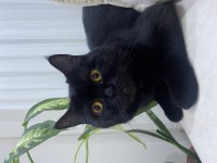 Siyah british shorthair