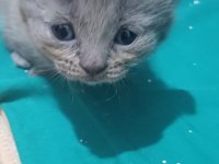 2 aylık yavru scottish fold kedimiz