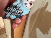 25, 26 ve 27 GÜNLÜK KUSURSUZ 3 ERKEK JUMBO BEBEK MUHABBET
