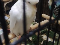 Maşallah show jumbo muhabbet kuşu damızlık ve yavrular