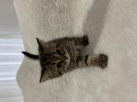 Golden Black british shorthair yavru kedimiz