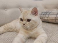 British shorthair kedim paşa yeni sahibini bekliyor