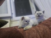 2 AYLIK EGİTİMİ TAM PLUEPONT OYUNCU KEDİSİ