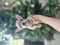 Son erkek merle french bulldog yavrumuz