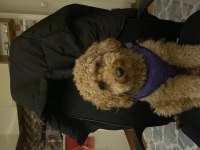 Çok Akıllı 2 yaşında Toy Poodle