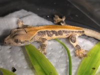Kaliteli crested gecko yavruları