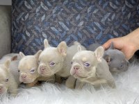 Renkli Gözlü Ev Ortamında Bakılan French Bulldog Yavrularım