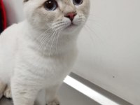 Scottish fold blue point
