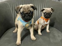 Sıfır burun A kalite pug bebekler