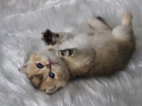 SAFKAN BRITISH SHORTHAIR BEBEKLER