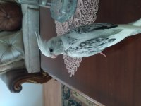 Bebek Sultan Papağanları Yeni Sahiplerini Bekliyor