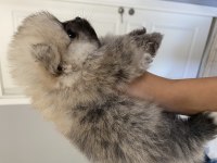 Saf ırk pomeranian