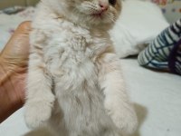 2025 doğumlu scottish fold bebekler yeni yuvalarını bekliyor