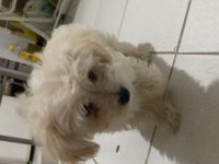 Acil ömürlük yuva aranıyor oyuncu aşıları tam terrier