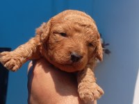 Toy poodle köpeği